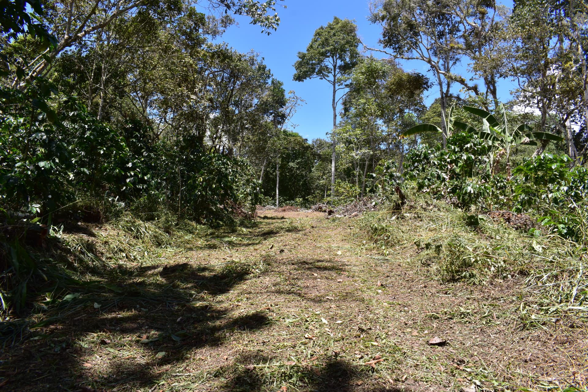 Sendero natural entre cafetales y árboles nativos