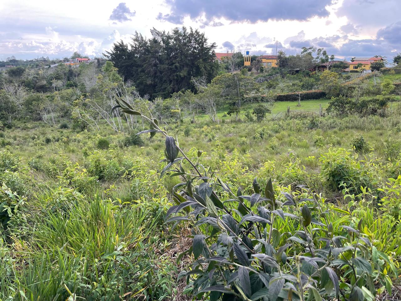 Terreno verde con vegetación nativa y casas campestres al fondo